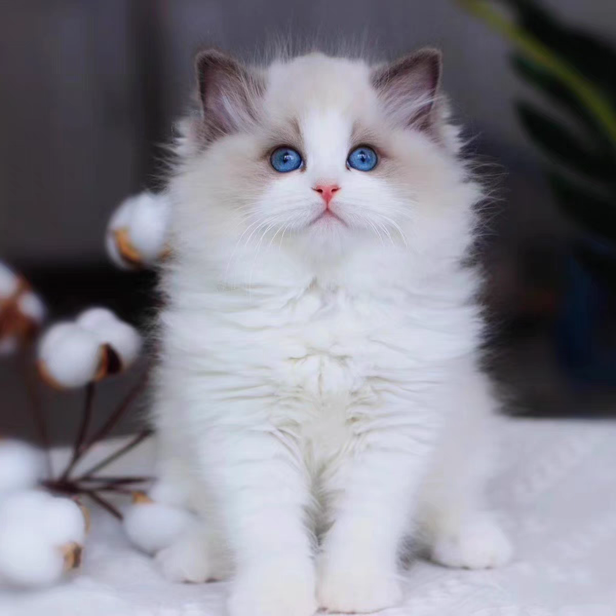 猫舍直销批发价格出售布偶猫